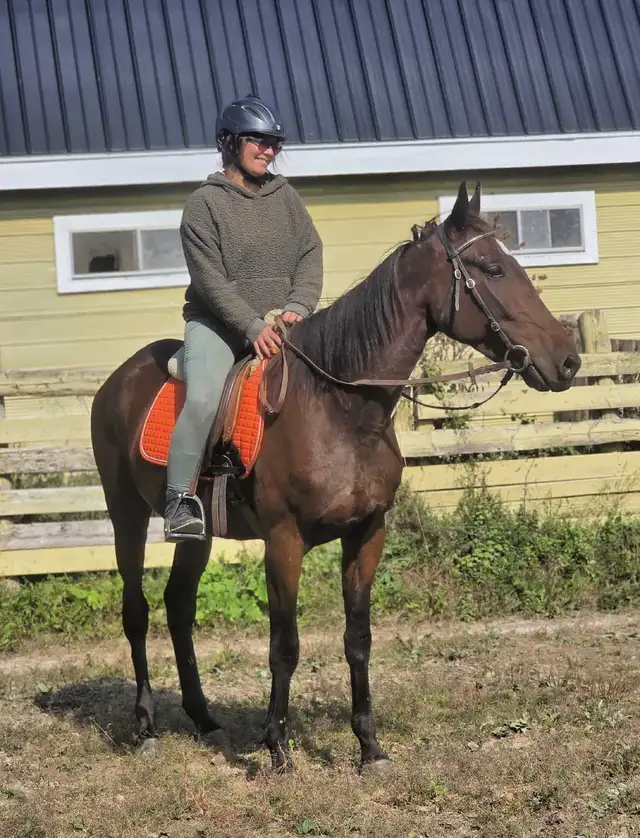 Horses available in Waterloo | Horses & Ponies for Rehoming | Kitchener ...