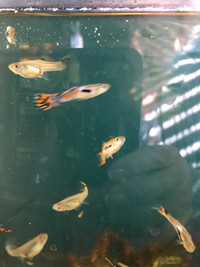 Endlers for sale 