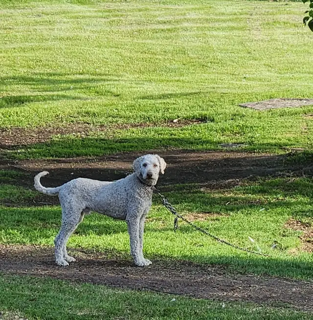 Labradoodle Puppies in Dogs & Puppies for Rehoming in Winnipeg - Image 11