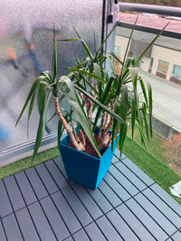Yucca Elephantipes (Spineless/Stick Yucca) Indoor/Outdoor Plant
