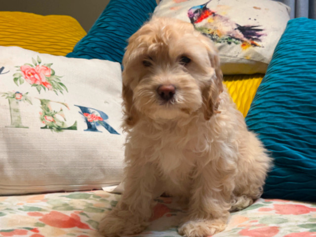Cockapoo X Puppies in Dogs & Puppies for Rehoming in Edmonton
