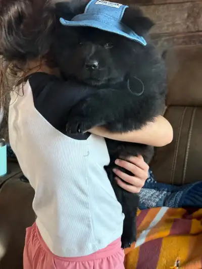 Northern Chow Chows Puppies have Arrived!, View more
