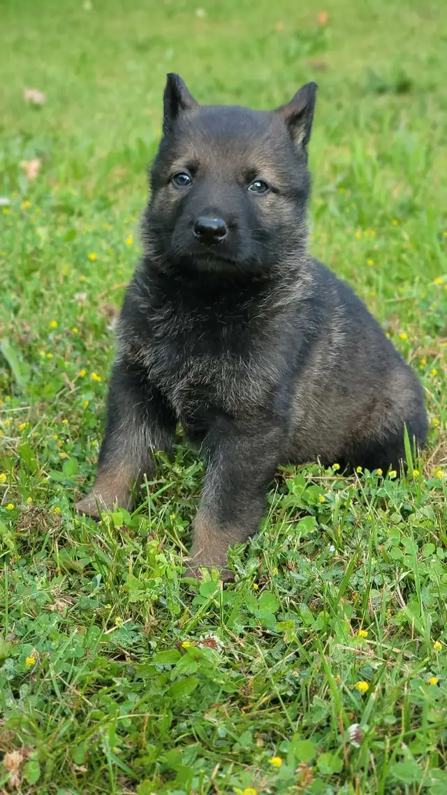 German Shepherd Puppies in Dogs & Puppies for Rehoming in Stratford - Image 11