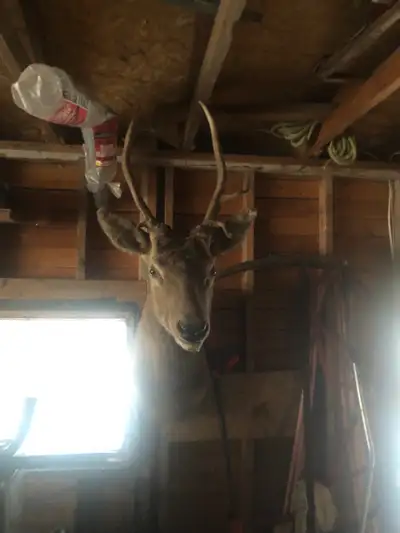 The mount is in good shape, the antlers , nothing to brag about. Put on a second set of antlers