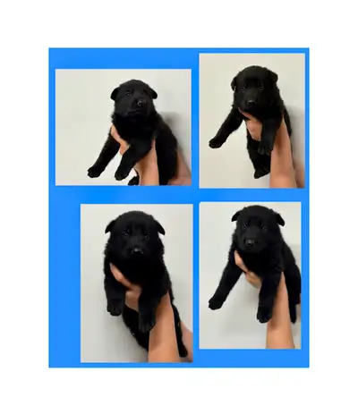 (rare) Black German Shepherd Puppies, View more