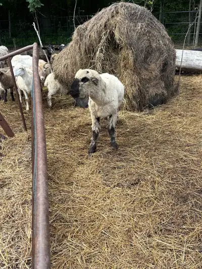 Mouton Hampshire , View more