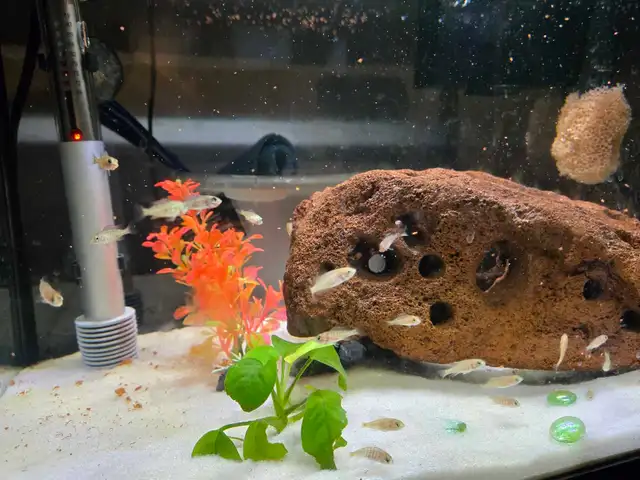 Electric Blue Cichlids in Fish for Rehoming in Calgary - Image 3