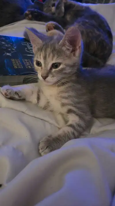 2 bébé chatons femelles a vendre