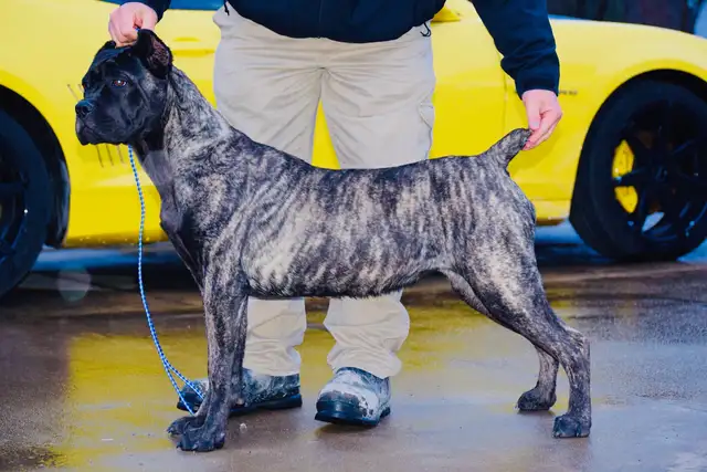 Hamilton's Finest Cane Corso Puppies -  Your Loyal Friend Today in Dogs & Puppies for Rehoming in Hamilton - Image 4