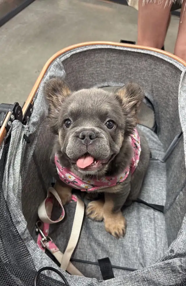 Frenchie Puppies For Sale in Dogs & Puppies for Rehoming in City of Toronto - Image 2