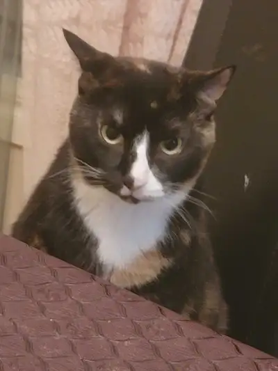 1 1/2 year old twin cats (fixed) , View more