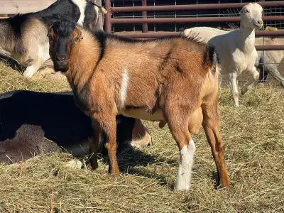 Lamancha Buckling, View more