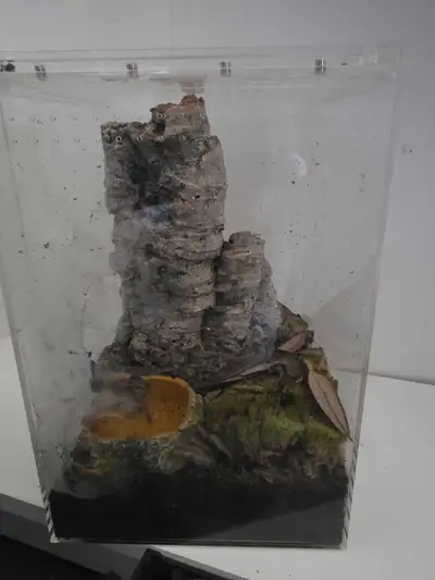 Tarantulas with naturalistic acrylic enclosures , View more