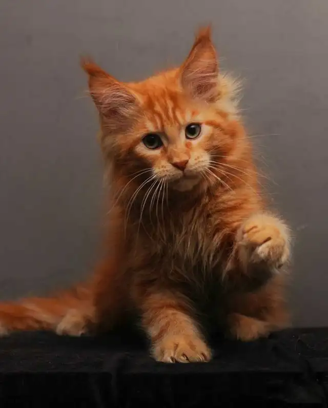 VORTEX- GORGEOUS RED MAINE COON male (WCF)