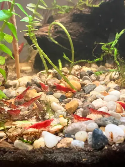 30+ red cherry shrimp, View more