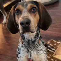 Bluetick for Rehoming