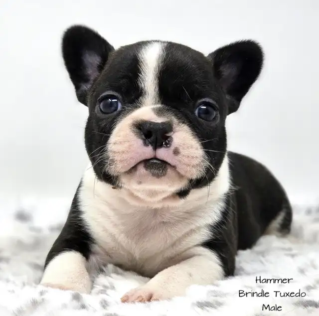 Frenchton Puppies in Dogs & Puppies for Rehoming in Edmonton - Image 6