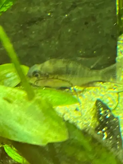 Bolivian Ram, Voir plus