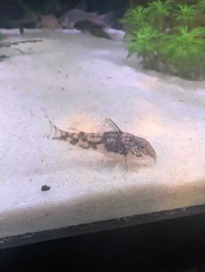Corydoras Barbatus - Super Rare, View more