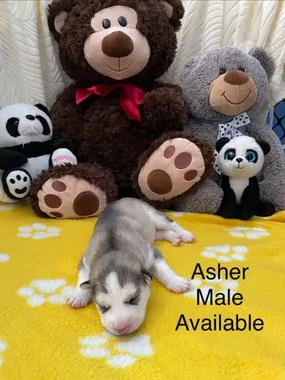 Siberian huskies puppies, View more