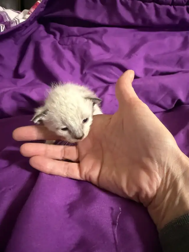 Chat Siamois in Cats & Kittens for Rehoming in Saint-Hyacinthe - Image 6