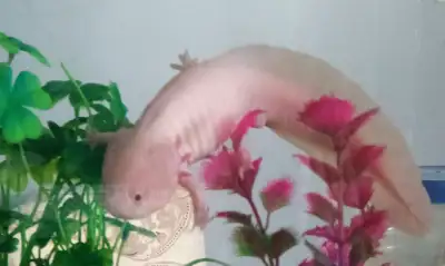 Axolotls for sale $30 each If you can see the ad they're still available