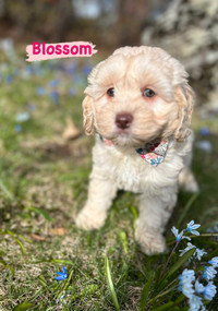 Sweet SHIHPOO Puppies Ready (3 left )