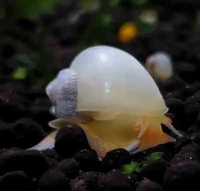 Ivory mystery snails , View more