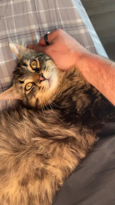 Beautiful kitten, around 6 months old, View more
