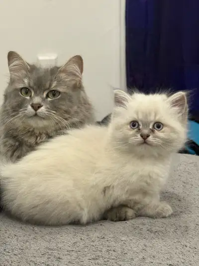 No negotiation last price .. Accept cash only Already vaccinated 1 month old turkish angora pure Las...