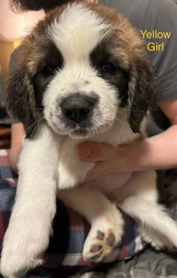 Saint Bernard Puppies