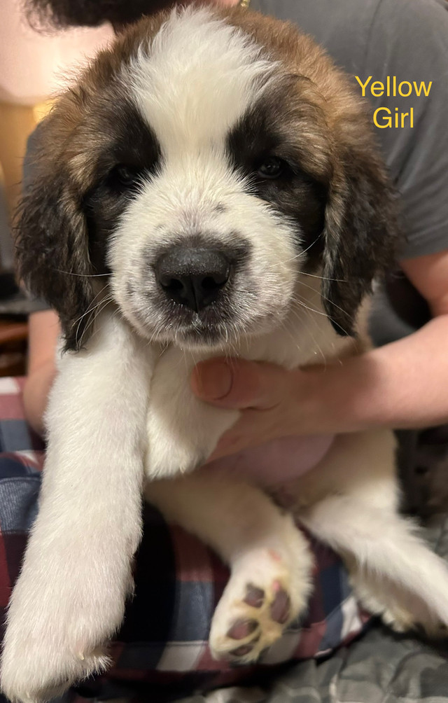 Saint Bernard Puppies in Dogs & Puppies for Rehoming in St. John's