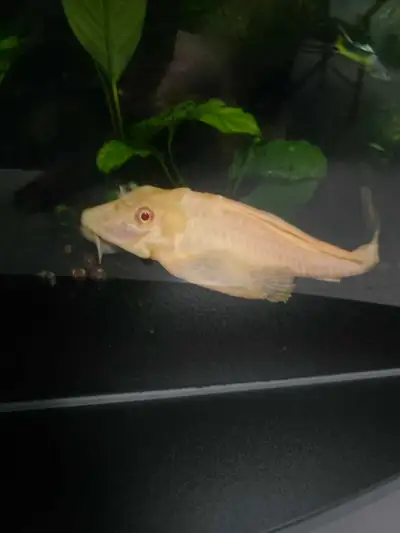 Pléco albinos, View more