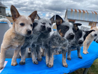 Ready to go. Red/blue Heelers (Australian Cattle Dogs) for sale 