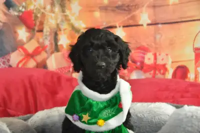 Luna & Brownie are expecting their next litter of 20–30 lb medium Double Doodles — arriving mid-Dece...