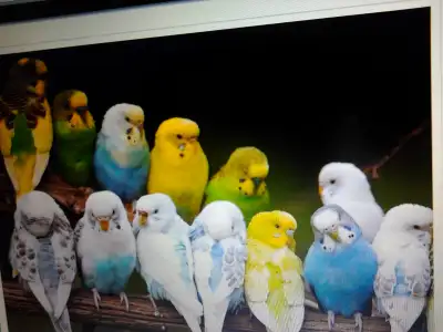 FRIENDLY BUDGIES & CAGES FOR SALE, View more