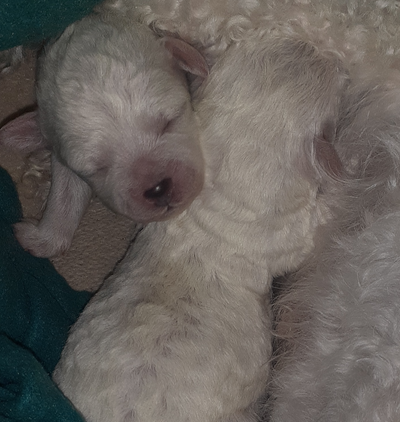 2 male Bichon puppies!, View more