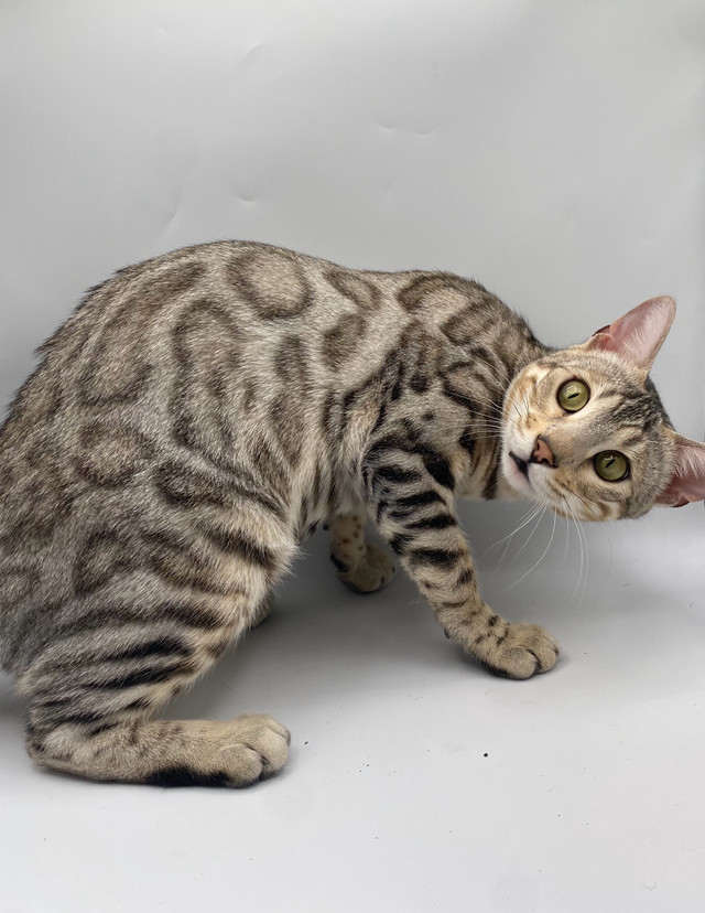 T.I.C.A registered Bengal kittens ready now! in Cats & Kittens for Rehoming in Oshawa / Durham Region - Image 3