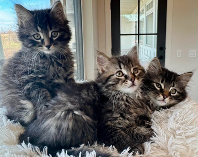 Beautiful, hypoallergenic purebred Siberian Forest Kittens, View more