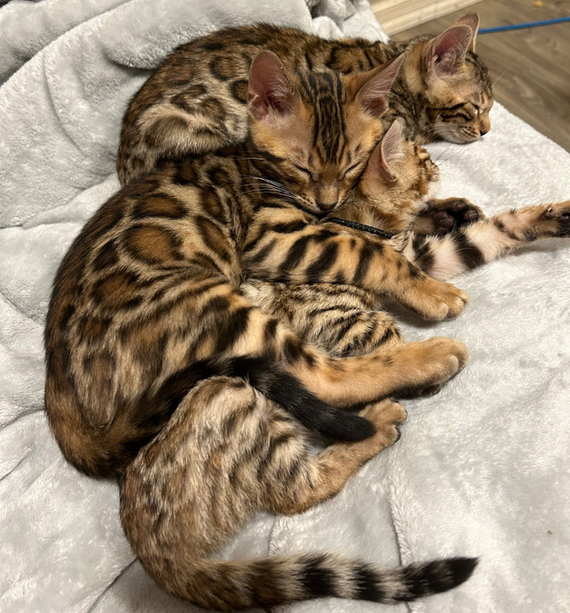 BENGAL BENGAL BENGAL in Cats & Kittens for Rehoming in Winnipeg