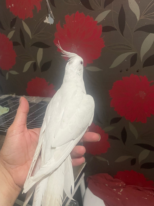 femelle cocktail avec cage dans Oiseaux à adopter  à Laval/Rive Nord - Image 3