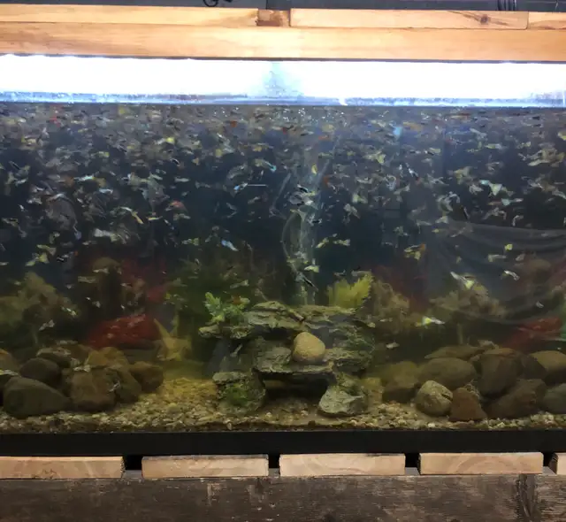 guppies on sale 