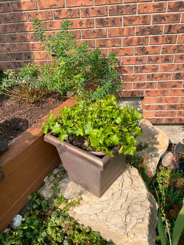 Ivy Plants63760463451395121
