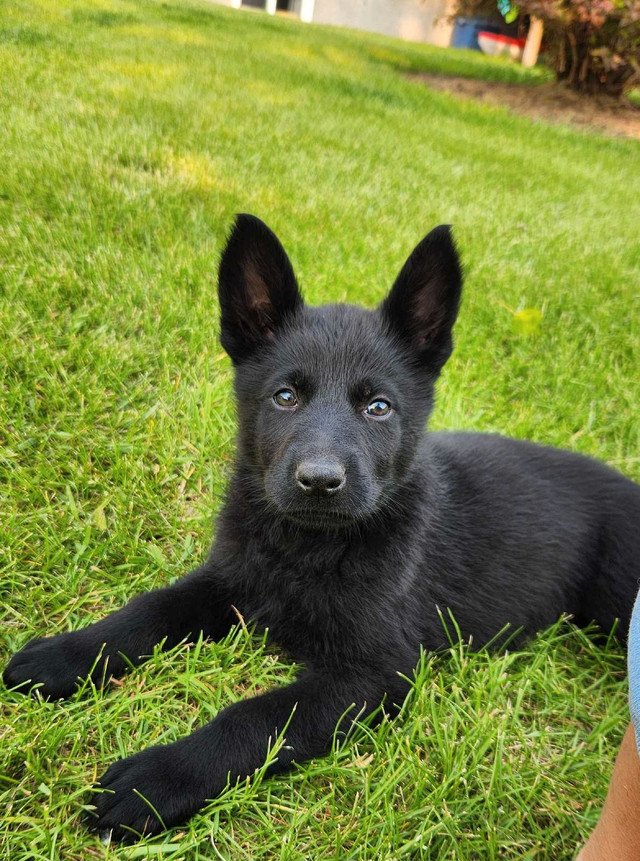 *Pics updated* CKC German Shepherd pups in Dogs & Puppies for Rehoming in Winnipeg - Image 2