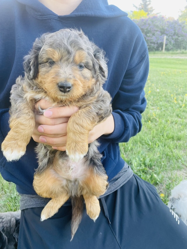 Mini Aussie doodles Ready to go Dogs & Puppies for Rehoming St. Albert Kijiji