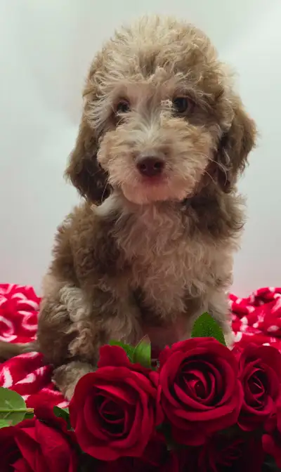 Older pups Born Nov 21st-MiNI Goldendoodle puppies(REDUCED), View more