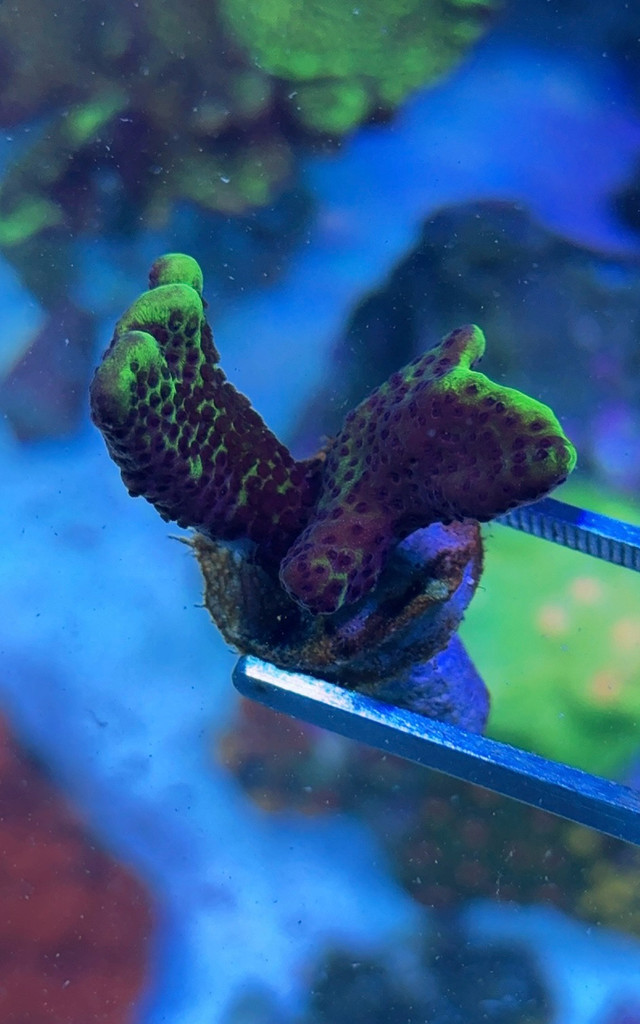 Coral Frags in Other in Calgary