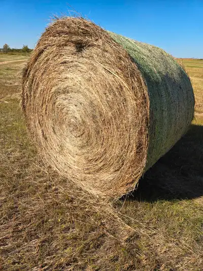 Large Grass Hay bales