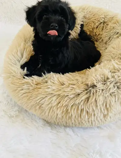 Miniature Maltipoo puppies. One girl is available!!, View more