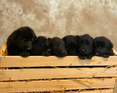 CKC Registered Black German Shepherd Pups, View more